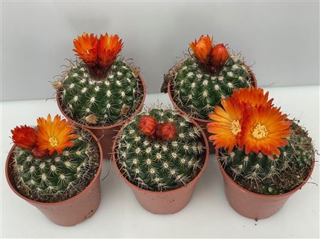 Flowering Cactus
