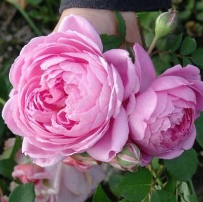 Роза чайно-гибридная Аленушка