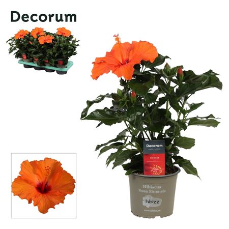 Hibiscus Lucca Orange (decorum)