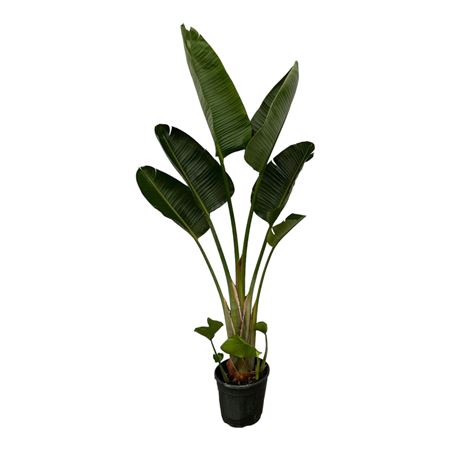 Strelitzia Augusta 1pp
