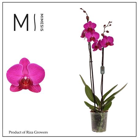 Phal 2st Mulberry Cake 16+ Mimesis (orchid Growers