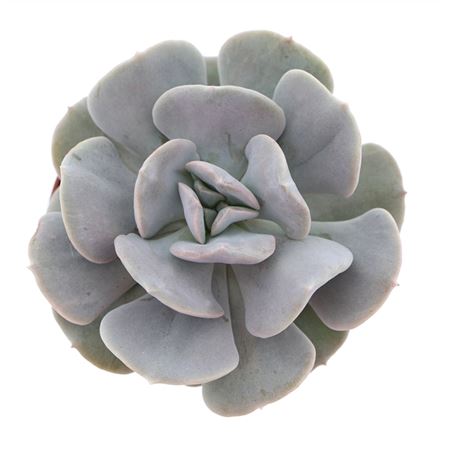 Echeveria Quebec