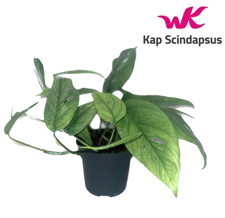 Epipremnum Cebu Blue