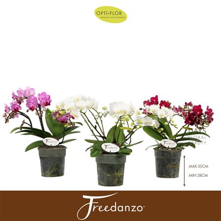 Phal Freedanzo Songbird Mix 30+ (opti)