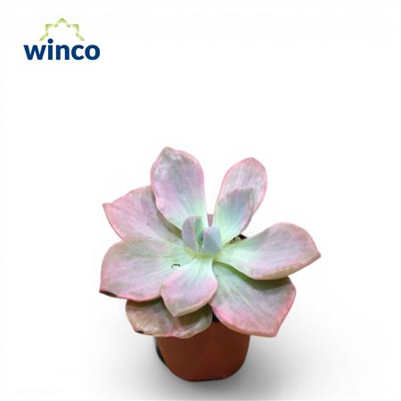 Echeveria Mrs. Richards