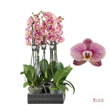 Phalaenopsis Berger - 2 Tak 60 (less Plastic)