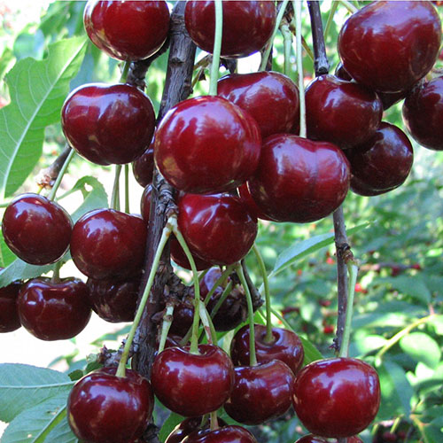 Черешня Овстуженка