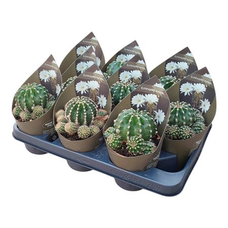 Echinopsis Eyriesii Potcover