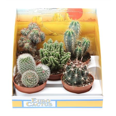 Cactus Mix In Showbox