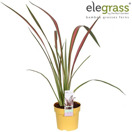 Phormium Pink Flamingo