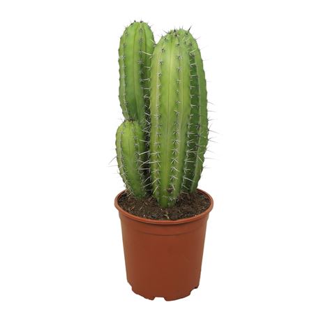 Polaskia Chichipe Group