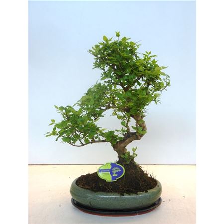 Bonsai Ligustrum Sinensis, With Drip