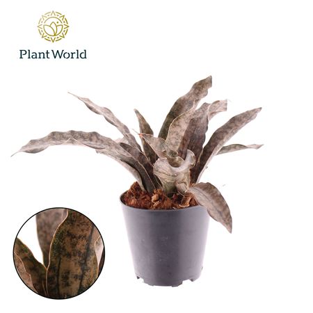 Sansevieria Copper Tone