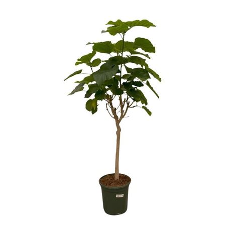 Ficus Umbellata On Stem