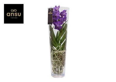 Vanda Lisanne 70 Purple