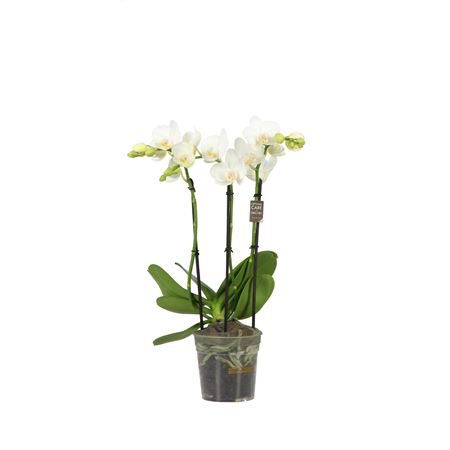 Phal 3-4st Starrion 35+ (opti)