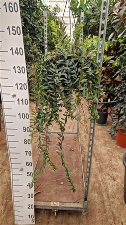 Aeschynanthus Caroline