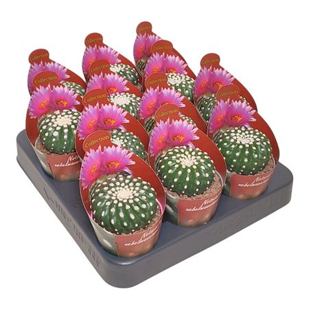 Notocactus Uebelmannianus Inermis Potcover