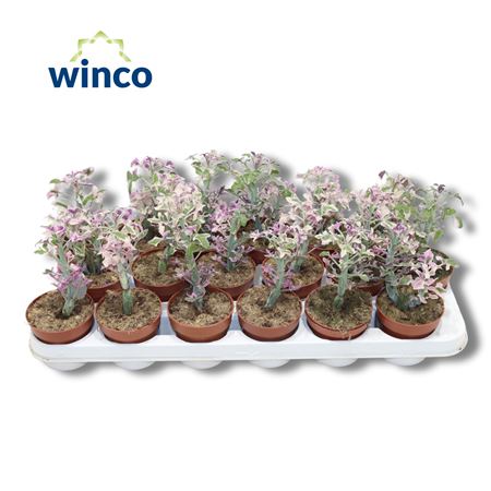 Сенецио Артикулатус Вариегата