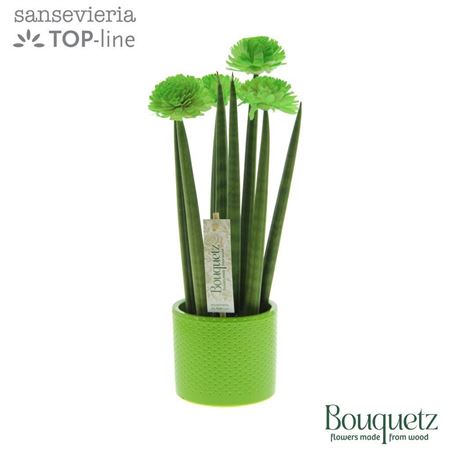 Sansevieria In Dots Ceramic