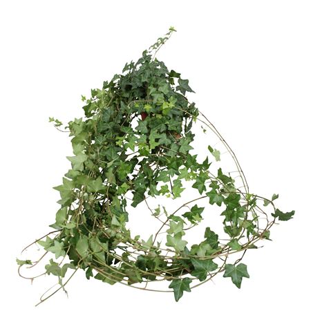 Hedera Pitsburgh T-90cm
