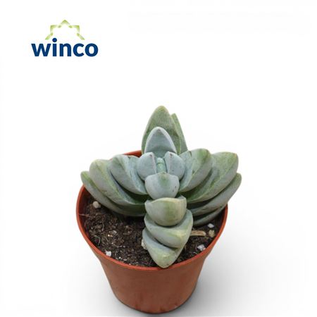 Crassula White Ben