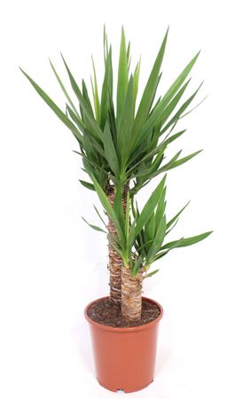 Yucca Elephantipes 45-20