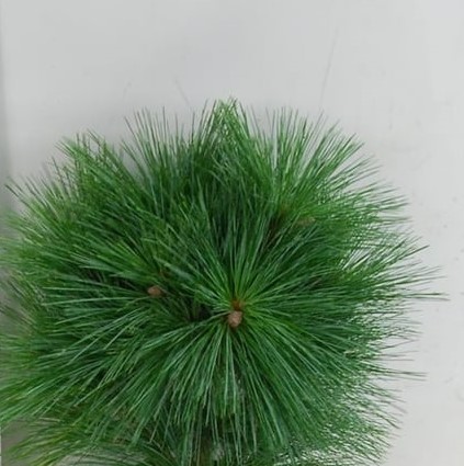 Сосна шверинская Витхорст