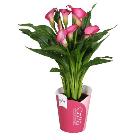 Zantedeschia Zazu Sohappycalla Pink 5+