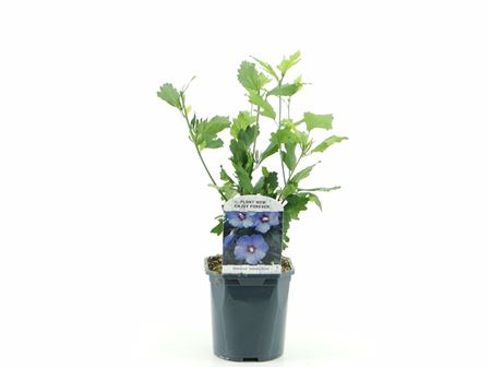 Hibiscus Syr Oiseau Blue