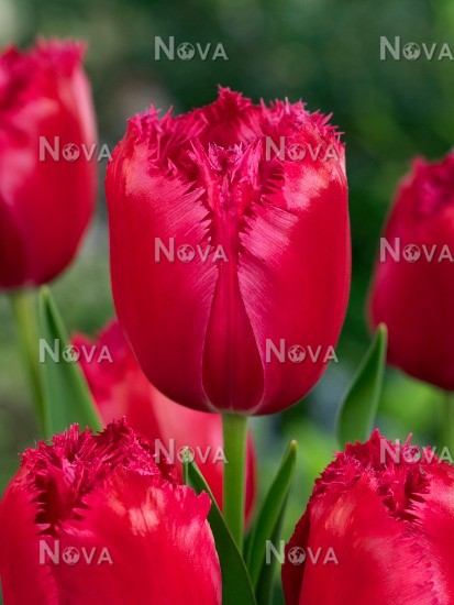 Тюльпан фр Бургунди Лейс | Оптовая цветочная компания «Флора Групп» Тюльпан фр Бургунди Лейс