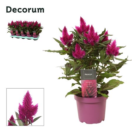 Celosia Deep Purple With Label (decorum)