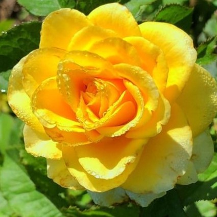 Роза чайно-гибридная Таро