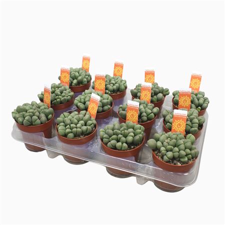 Levende Stenen 8,5 Cm Pleiospilos Nellii Met Etike