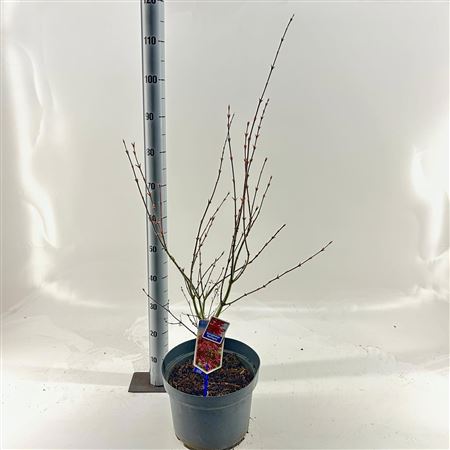 Acer Palm Red Pygmy