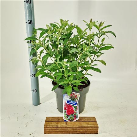 Buddleja Dav Butterfly Candy Little Ruby