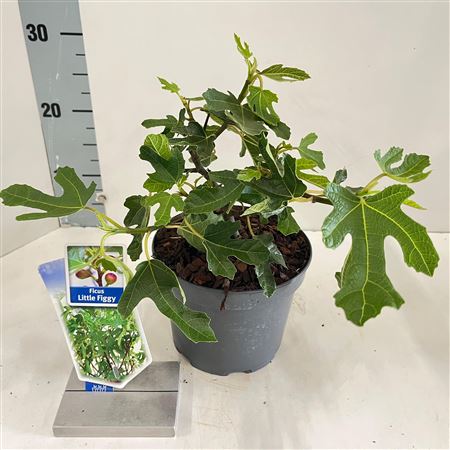 Ficus Carica Little Miss Figgy Potcover