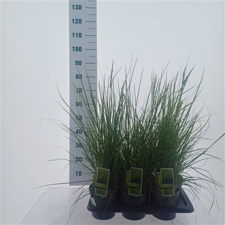 Sesleria Greenlee