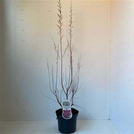 Tamarix Ramosissima Pink Cascade