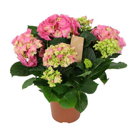 Hydrangea Ma Pink 5+