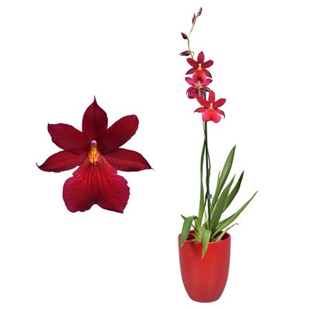 Cambria 1st Nelly Isler Red Velvet In Red Ceramic