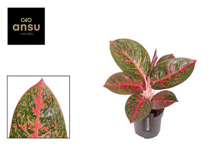 Aglaonema Red Sprinkles