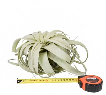 Tillandsia Xerographica X4