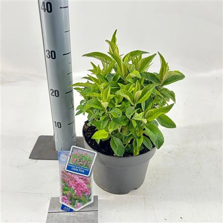 Buddleja Dav Little Pink (butterfly Candy)