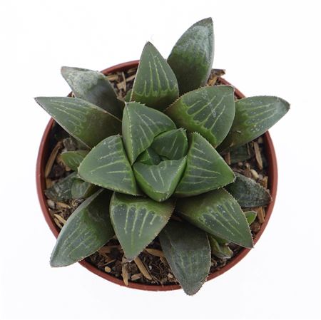 Haworthia Retusa