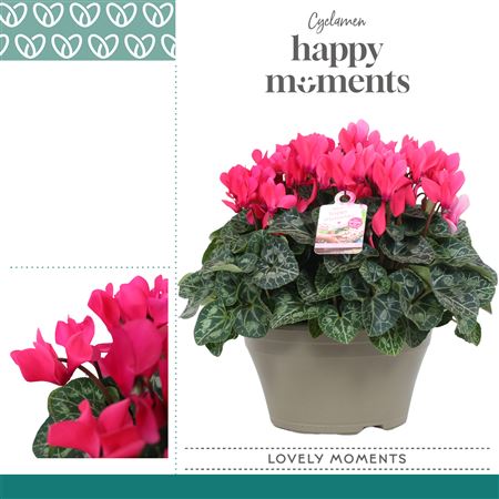 Cyclamen Lovely Moments Pink Bowl Ariel