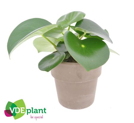 Peperomea Raindrop  In Terracotta