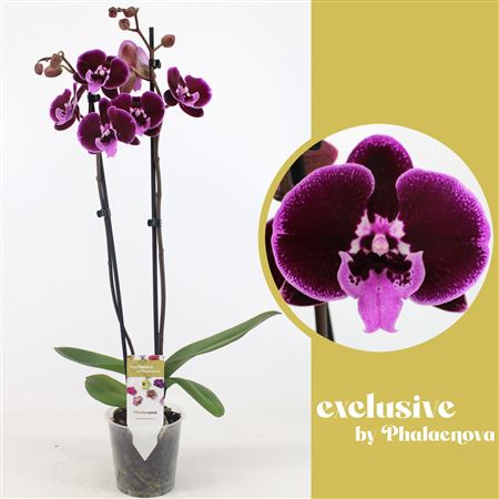 Phal 2st Balbina 16+ (phalaenova)
