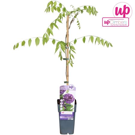 Wisteria Frutescens Longwood Purple