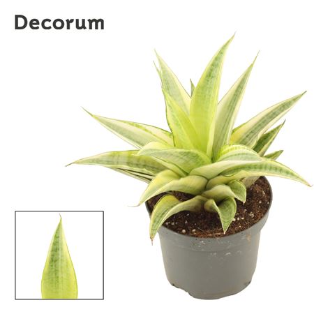 Sansevieria Gabriella Crown 9 Cm (decorum)
